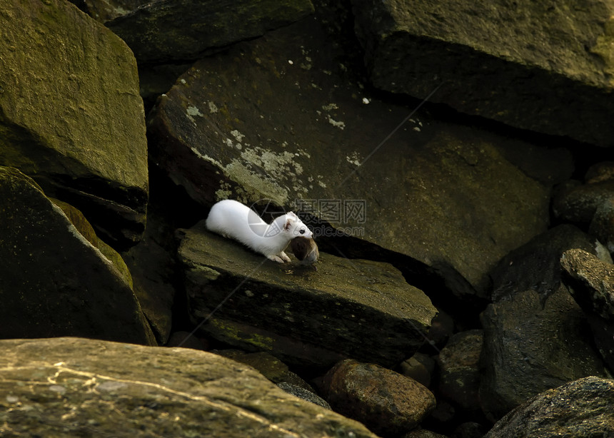 口头冬衣景观鼬鼠海岸老鼠捕食者猎物岩石图片