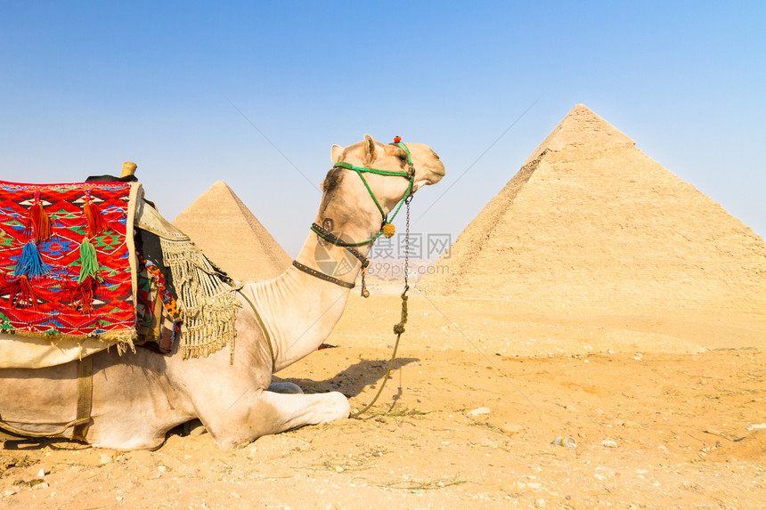 埃及开罗吉萨金字塔的骆驼历史性沙漠目的地纪念碑废墟旅游历史考古学石头金字塔图片