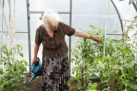 那个住在西红柿灌木丛中温室的老女人花朵个人果园园丁衬套作物植物工作花园退休背景图片