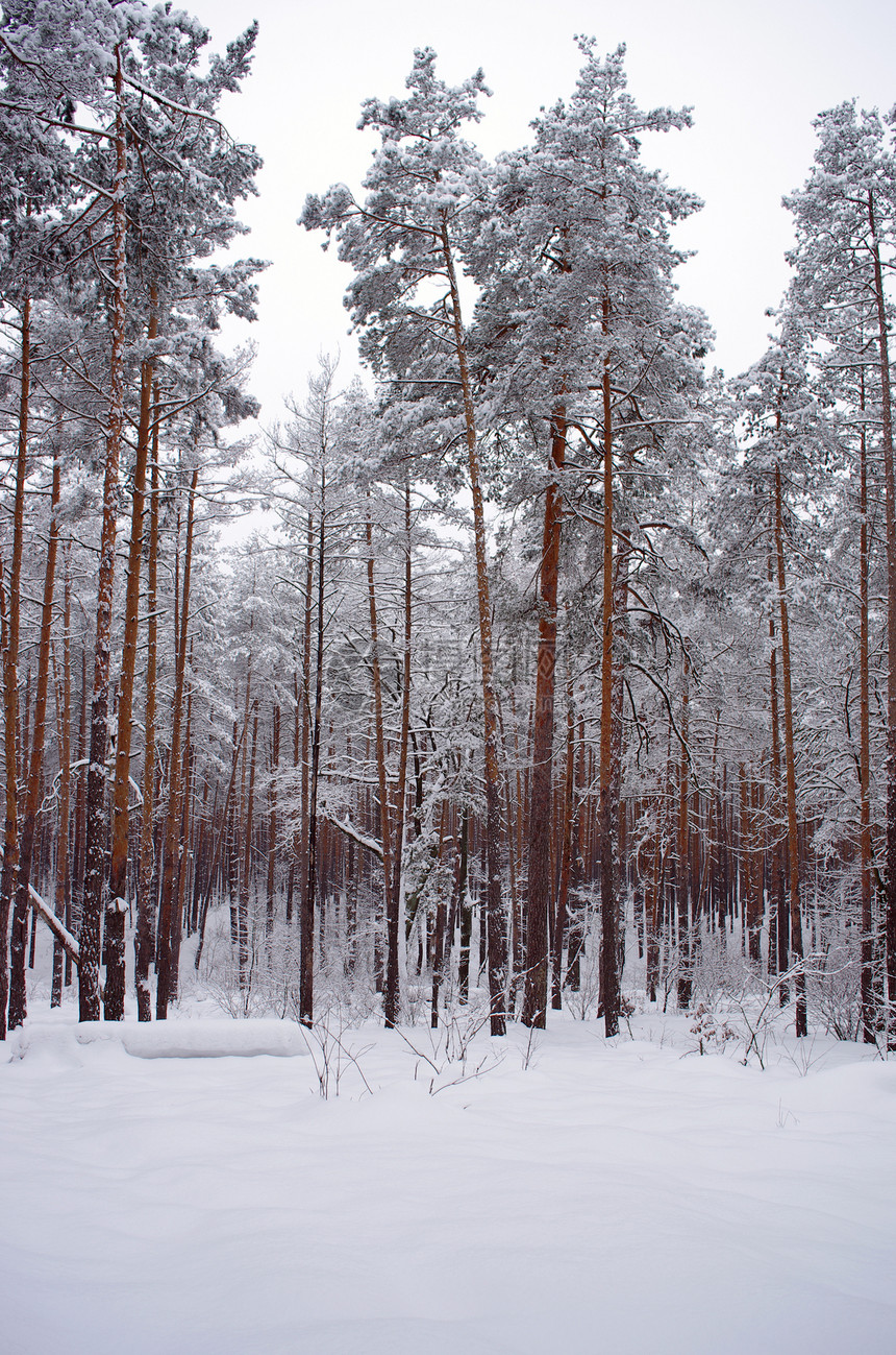 森林中的冬季雪暴场景阳光粉末雪堆雪景木头植物松树日落云杉图片