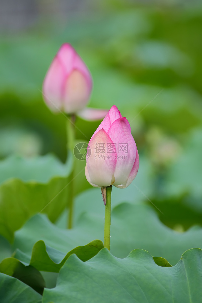 盛开的莲花花繁荣灌木生物学异国莲花状叶子花园花瓣百合核桃属图片