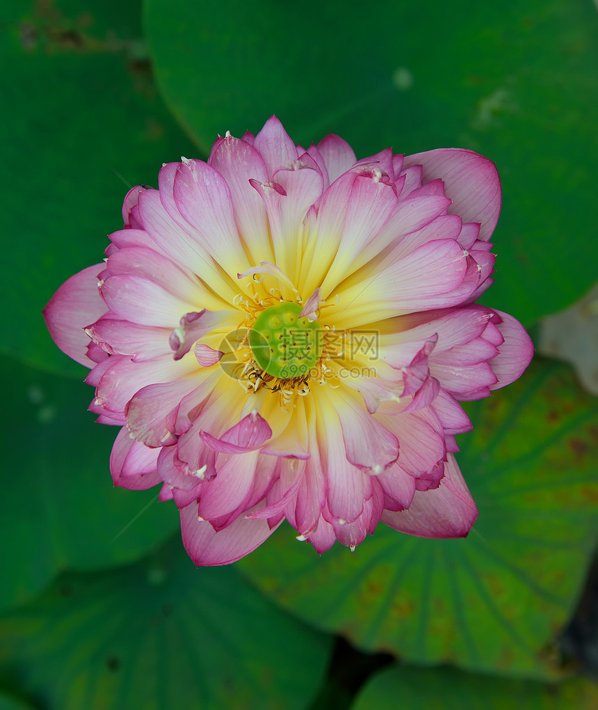 盛开的莲花花异国百合繁荣莲花状花瓣植物学情调荷花生物学植物图片