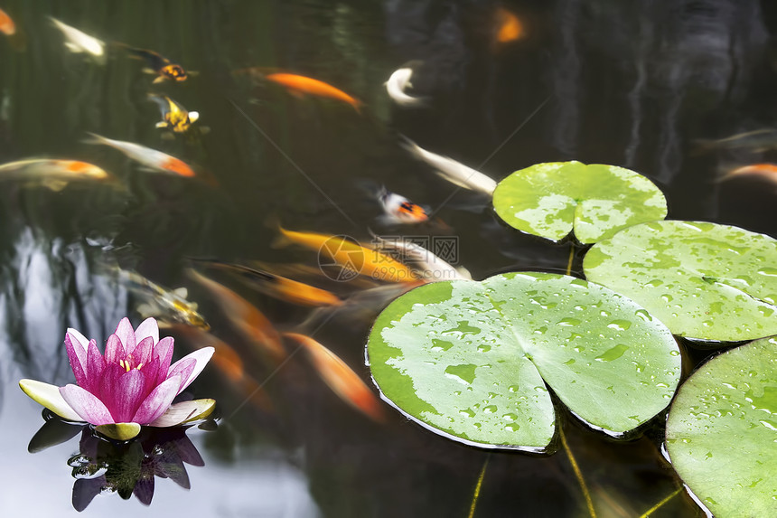 柯伊池塘的Lily Pad粉红花图片