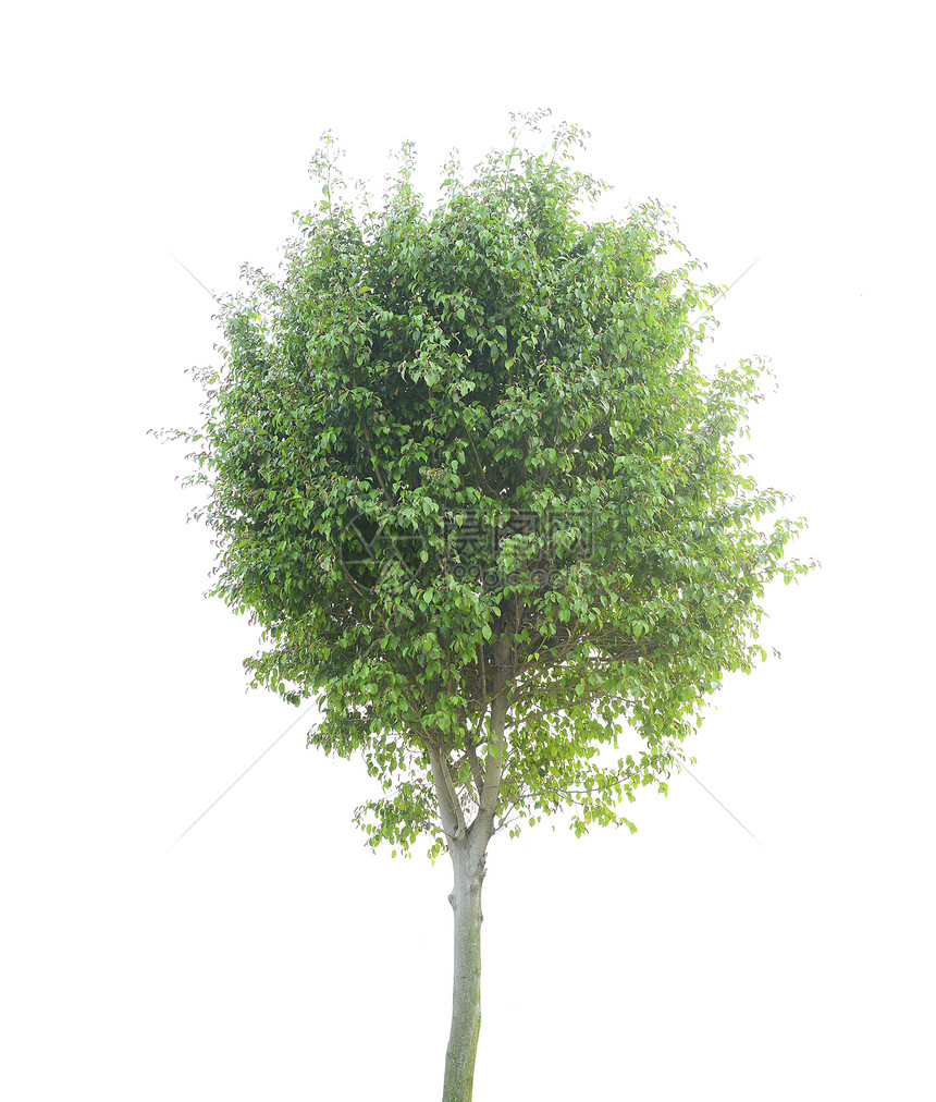 植物树树干风景生长生活环境天篷木头绿色植物孤独白色图片