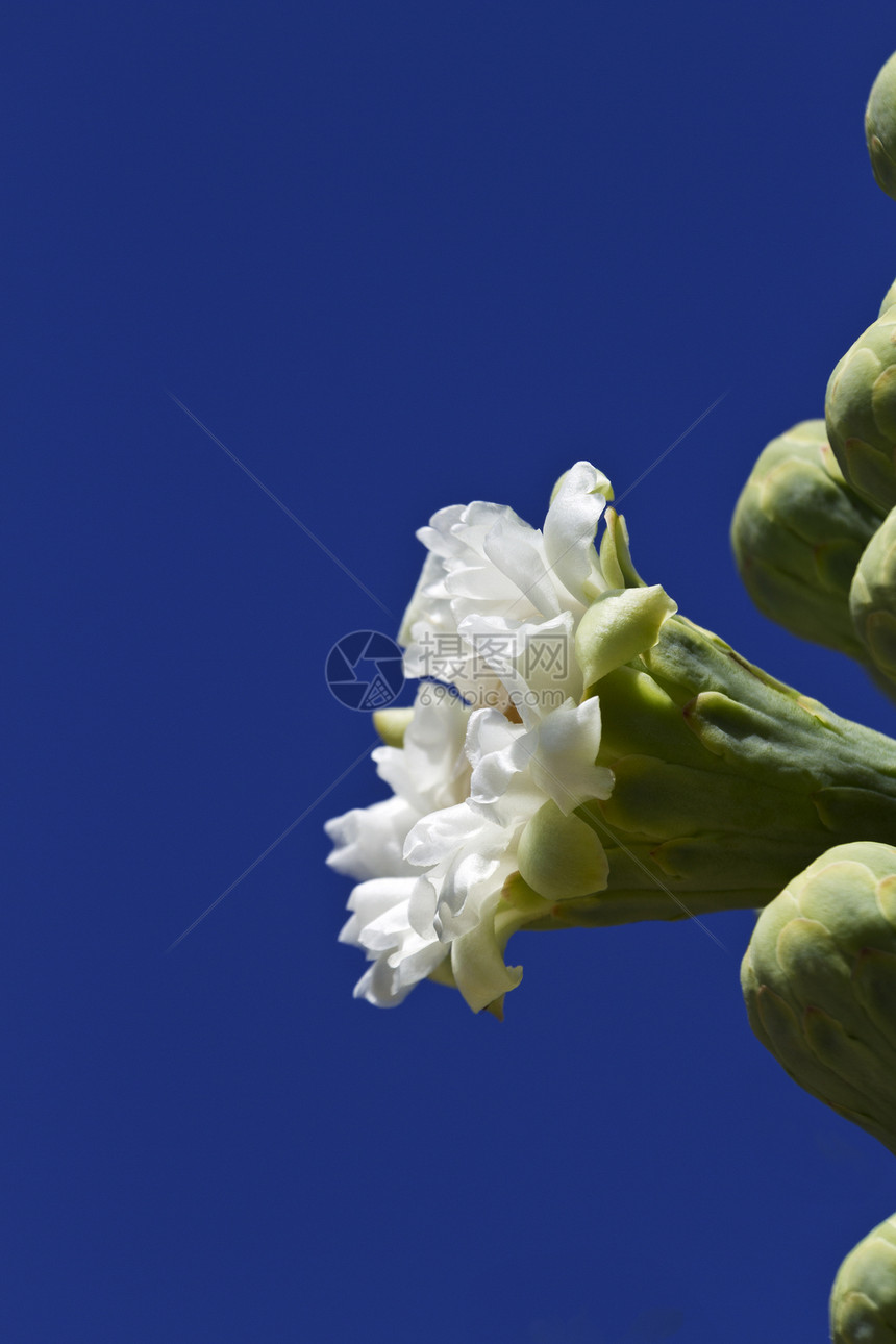 带有蓝色复制空间的萨瓜罗花朵图片