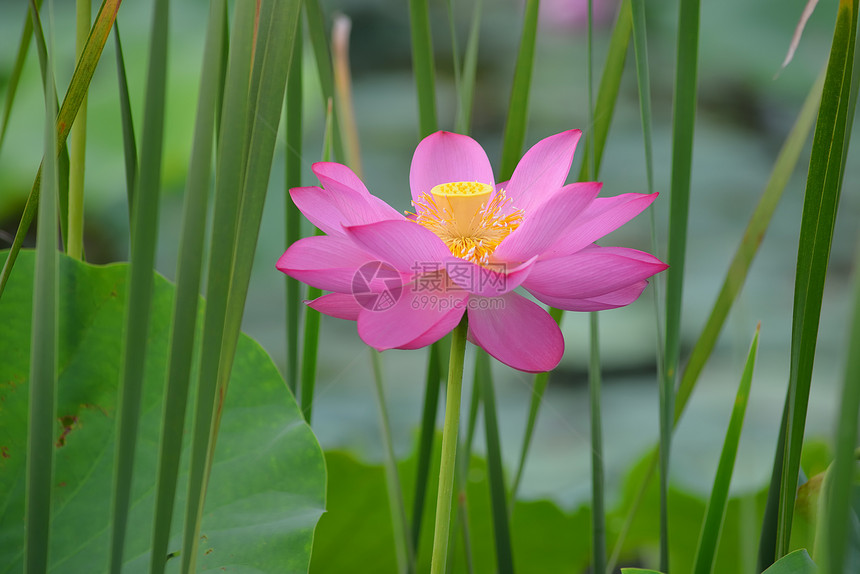 在池塘里开花叶子生物学植物花瓣百合繁荣情调种子灌木植物学图片