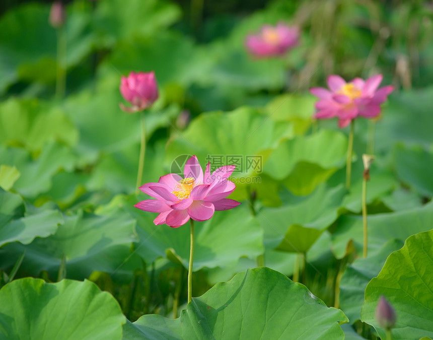 在池塘里开花植物种子繁荣莲花状叶子花园植物学花萼灌木异国图片