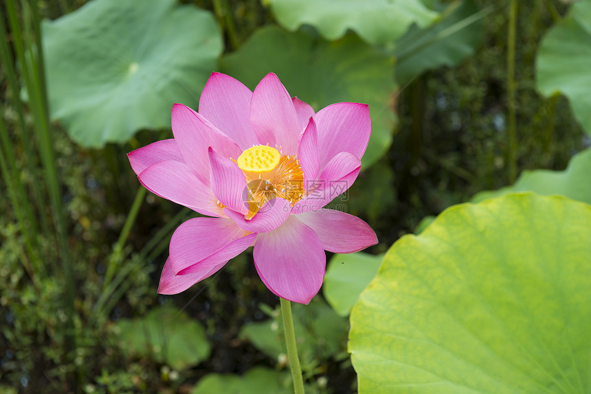 盛开的莲花花花萼灌木植物叶子异国生物学植物学荷花软垫花瓣图片