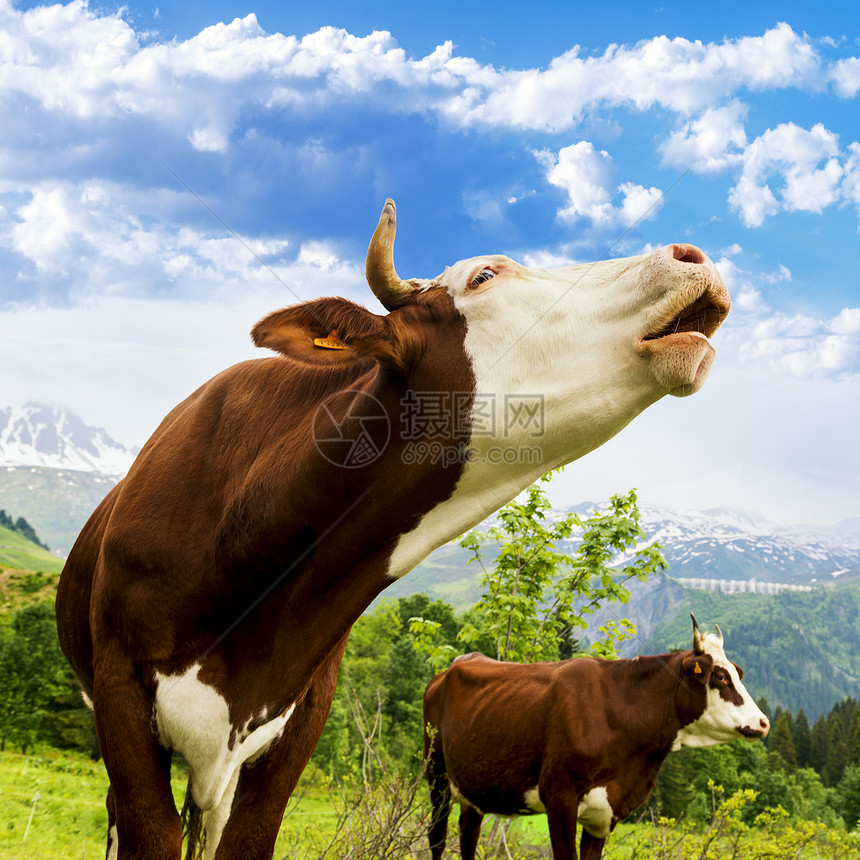阿尔卑牛小牛胸部农场头发哺乳动物动物小木屋女性鼻孔毛皮图片