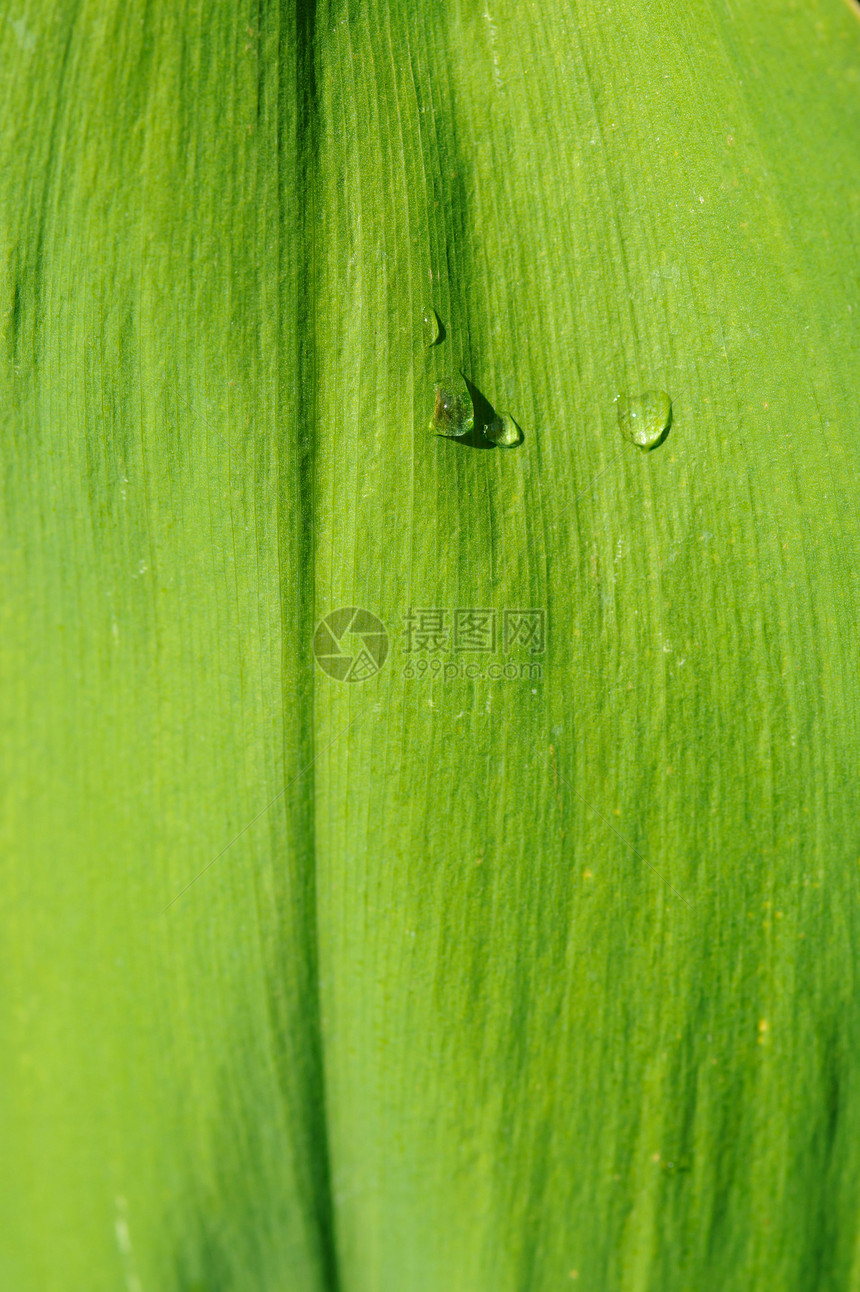 湿叶紧闭生活环境雨滴植物森林花园植物学水滴生长叶子图片