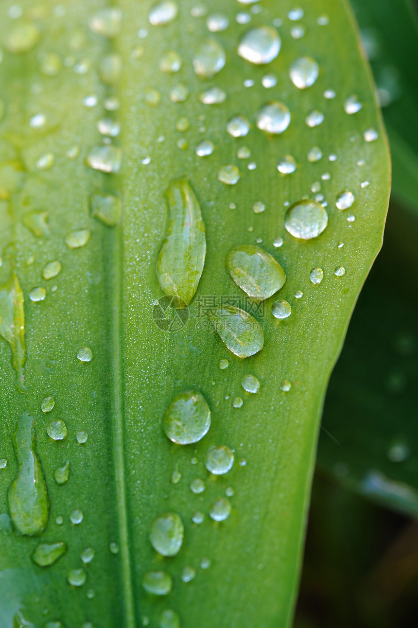 湿叶紧闭雨滴植物学环境生活生长植物群叶子植物森林水滴图片