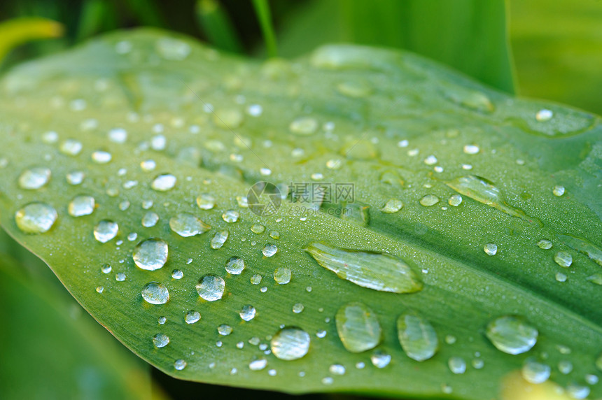 湿叶紧闭生长水滴植物群生活叶子森林静脉宏观花园植物学图片