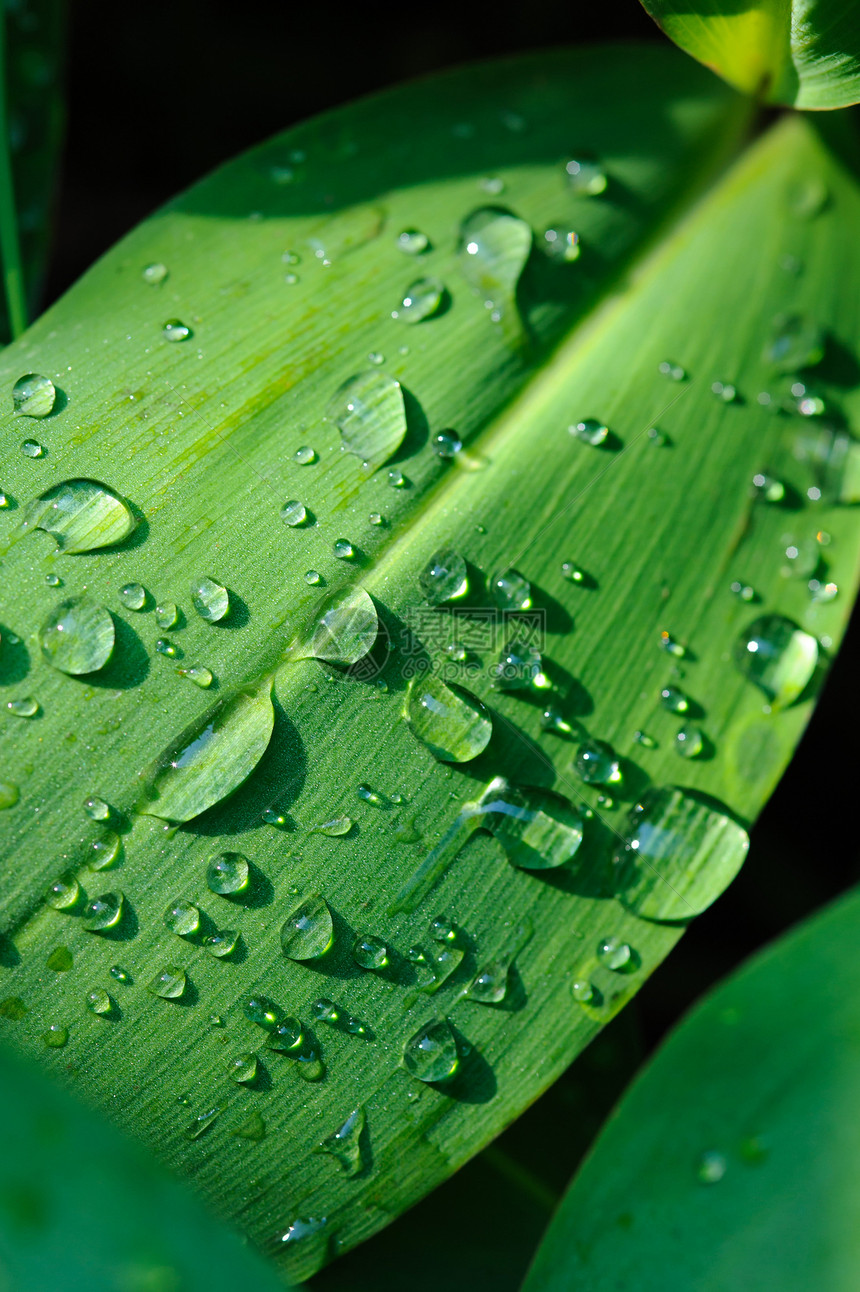 湿叶紧闭宏观生活静脉植物群环境森林叶子水滴雨滴花园图片