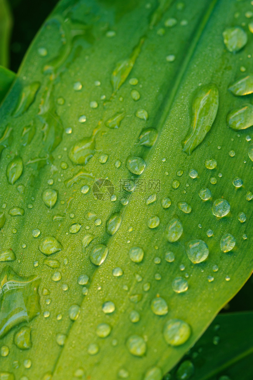湿叶紧闭花园生活雨滴水滴宏观叶子静脉生长森林植物群图片