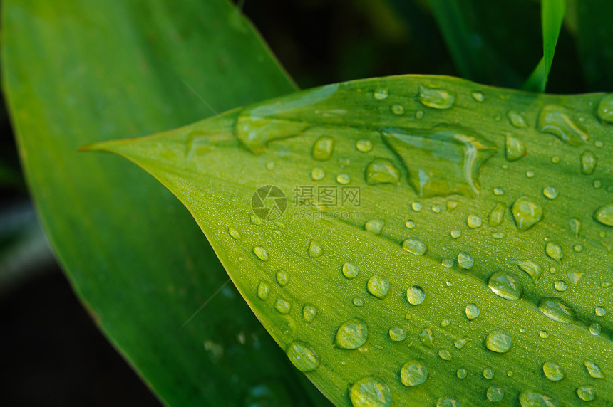 湿叶紧闭叶子生长生活环境植物学森林花园植物群植物宏观图片