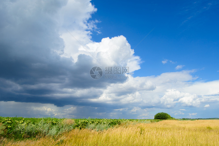戏剧天空下的美丽小麦田天气种子金子小麦土地面包地平线天空植物收成图片