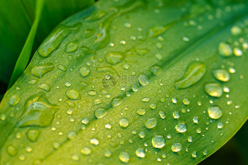 湿叶紧闭森林植物学叶子环境水滴生活静脉生长雨滴植物群图片