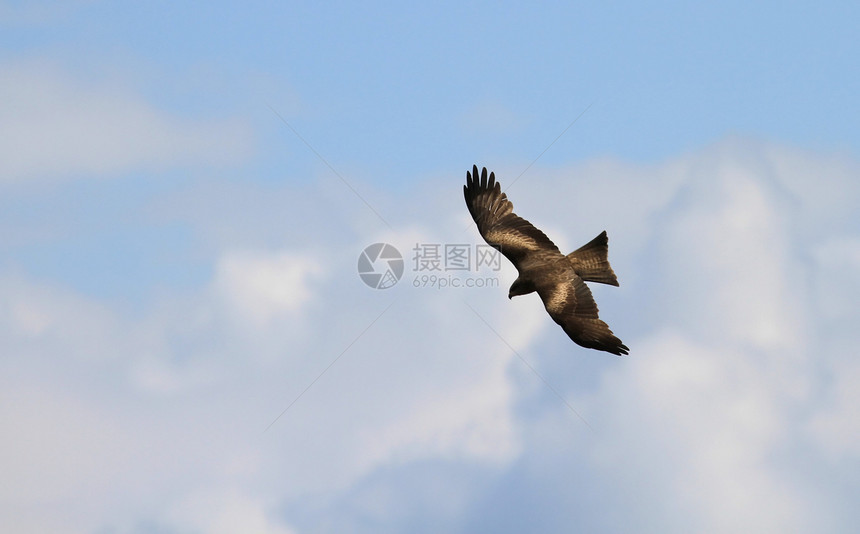 秃鹰飞行脊椎动物天空棕色自由荒野羽毛野生动物猎鹰鸟类猎人图片