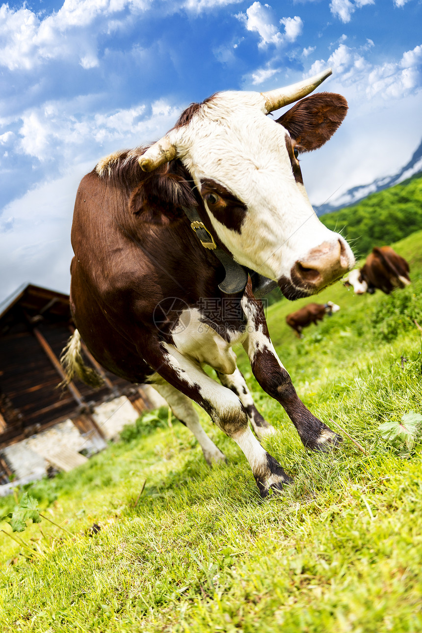 阿尔卑牛毛皮胸部奶牛动物农场反刍动物女性哺乳动物头发小木屋图片