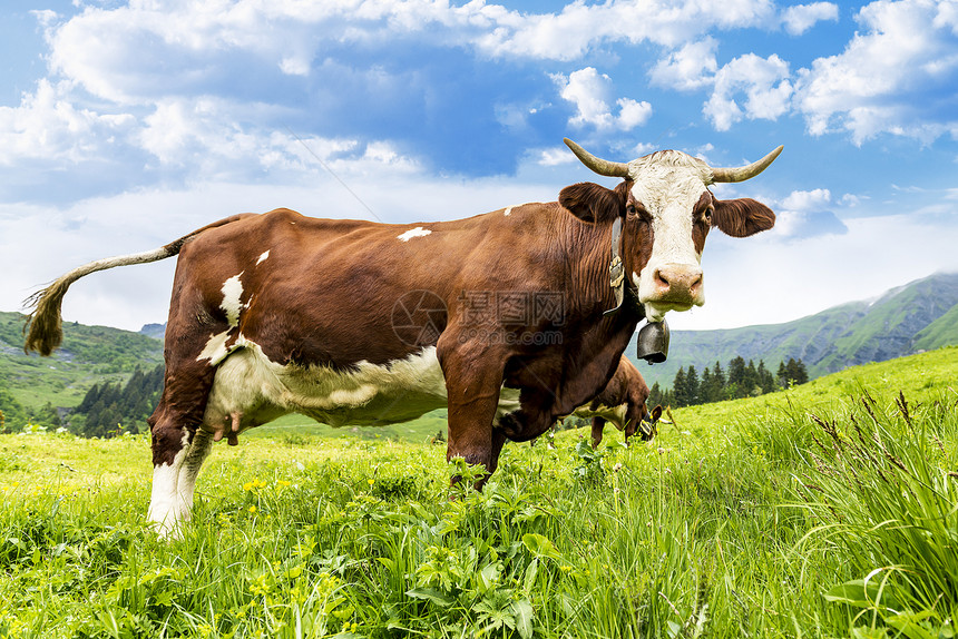 阿尔卑牛哺乳动物胸部反刍动物动物农场毛皮女性小木屋头发奶牛图片