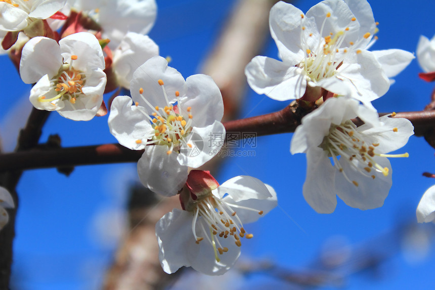 蓝天空背景的白杏花朵Name植物群白色天蓝色觉醒大自然植物季节图片