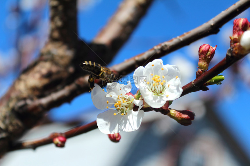 蓝天空背景的白杏花朵Name觉醒季节植物植物群大自然白色天蓝色图片