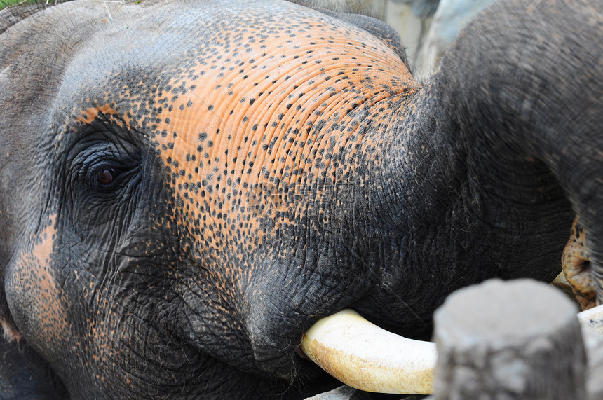 在泰国动物园 特写的亚洲大象荒野哺乳动物野生动物象牙动物园图片