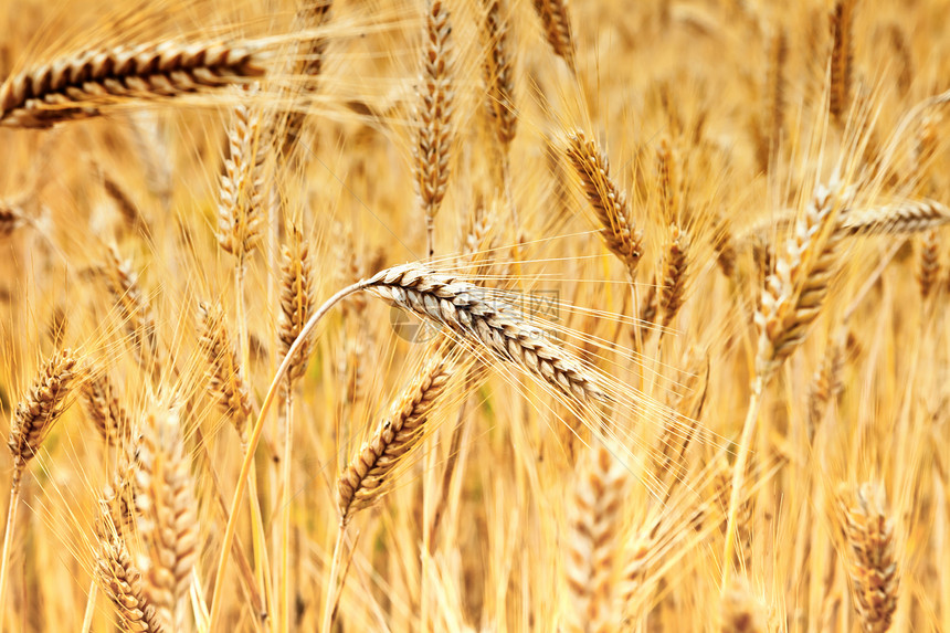 小麦场地农场金子植物玉米太阳稻草生长谷物粮食图片
