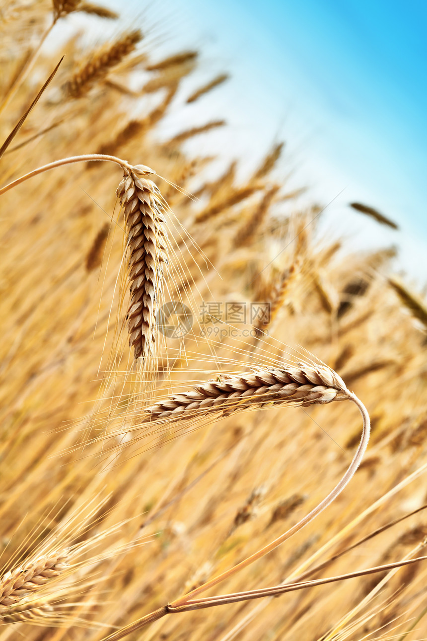 小麦食物种子生长金子太阳农场场地面包玉米农业图片