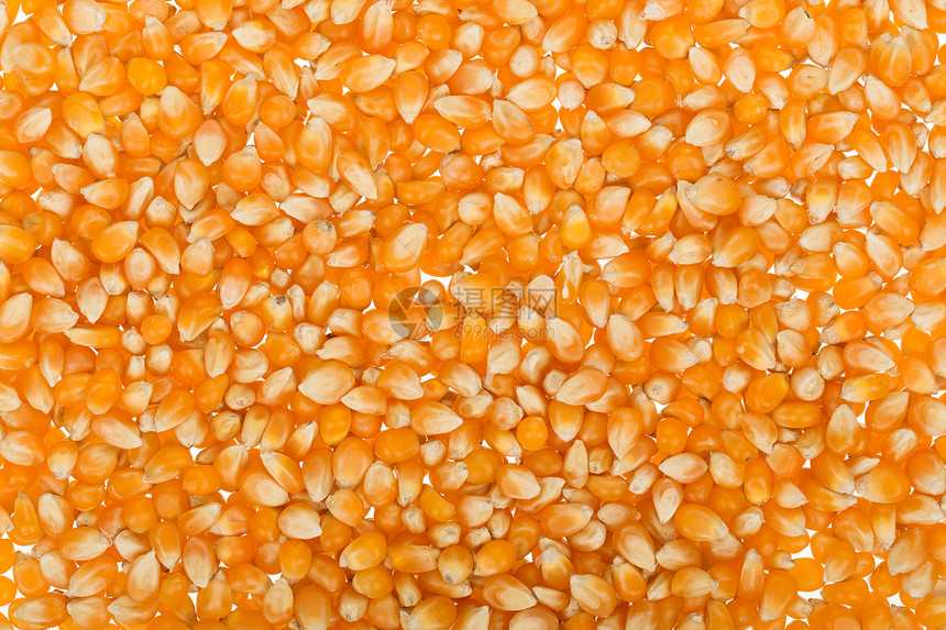 玉米种子背景食物工作室植物粮食产品日光罐装核心蔬菜宏观图片