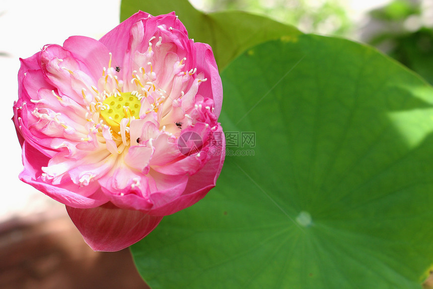 莲花盛开 孤立的莲花异国荷花冥想情调热带宏观荒野植物学美丽花瓣图片