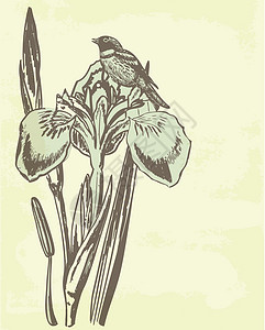 哈吉亚带百合的旧卡片花瓣插图古董标签墨水棕褐色问候语草图农庄生日设计图片