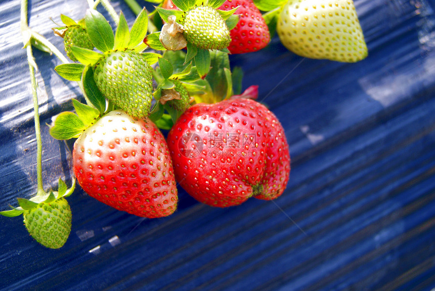 新鲜草莓食物食品水果图片