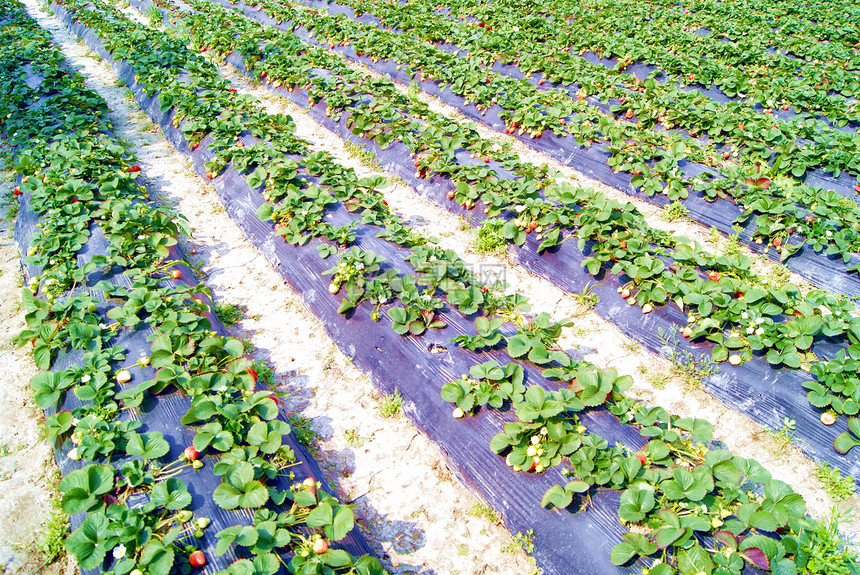 草莓果园食物农业水果地方图片