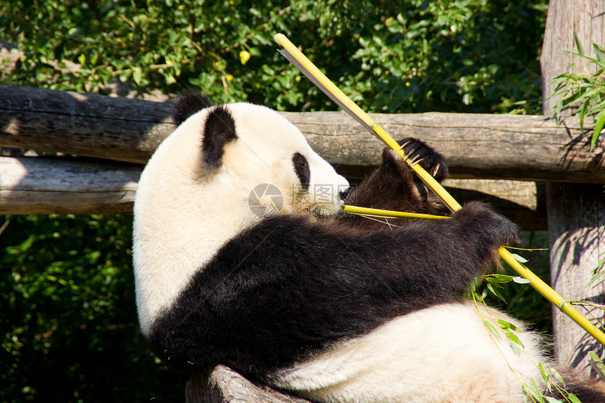 放松的巨熊熊猫吃新鲜竹子图片