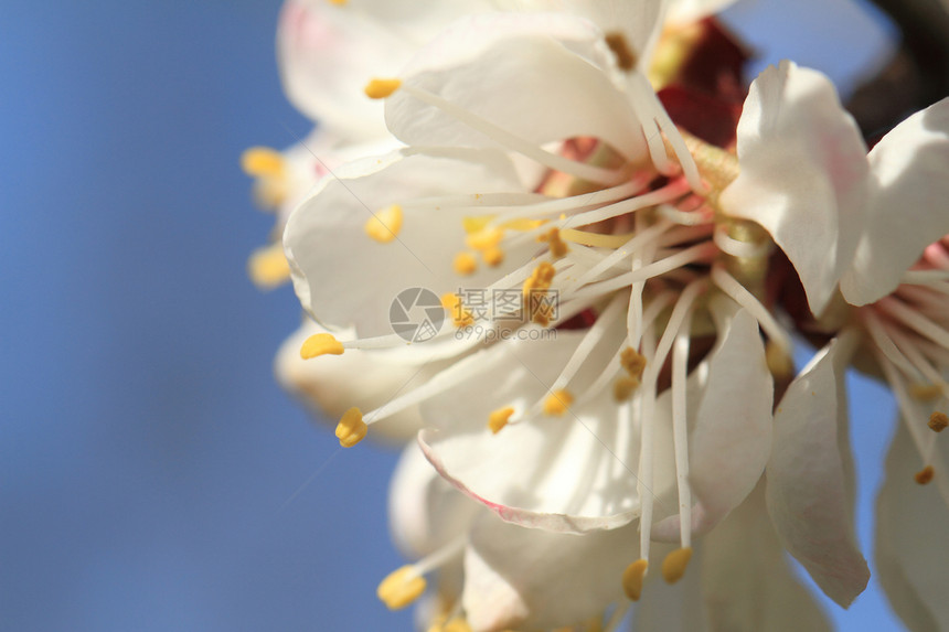 樱花与蓝色白色天空花束花瓣叶子宏观花朵绿色黄色图片