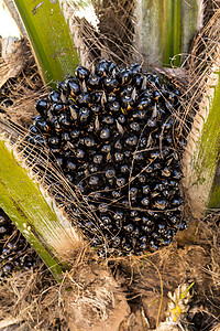 棕榈果坚果农业棕榈烹饪植物材料热带库存收成精制高清图片