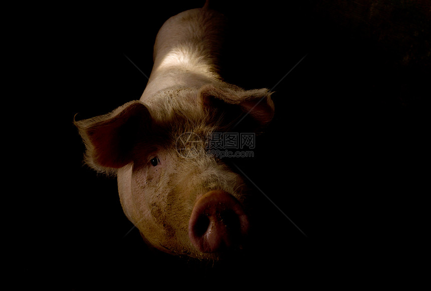 猪农场乡村猪圈谷仓猪倌哺乳动物猪肉眼睛农庄鼻子图片