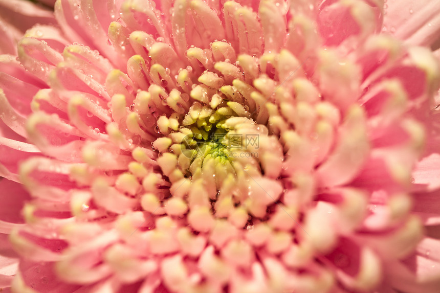 粉红菊花 含水滴粉色植物花瓣花头宏观图片