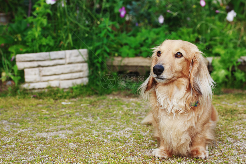 Dachshund 带长头发外出门金发猎犬动物宠物草地头发院子花园花朵长发图片