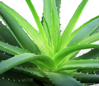 Aloe 阴阳面霜果汁芦荟芦荟汁凝胶概念白色植物背景图片