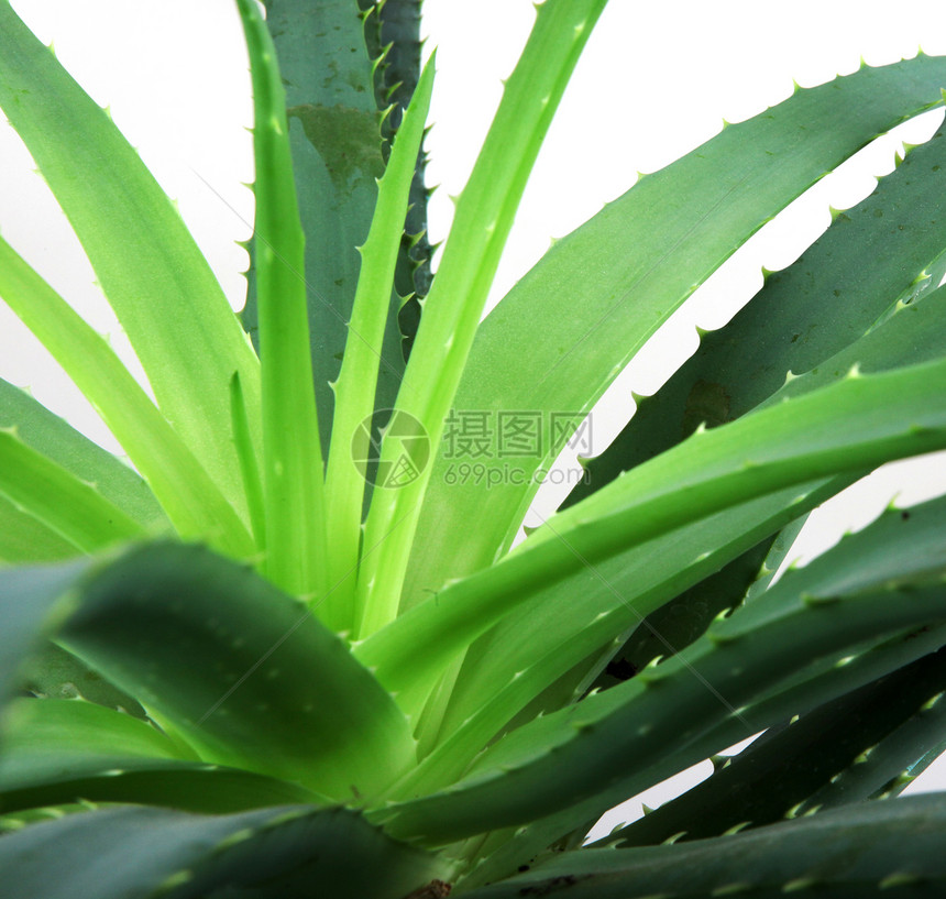 Aloe 阴阳白色芦荟植物概念果汁芦荟汁面霜凝胶图片