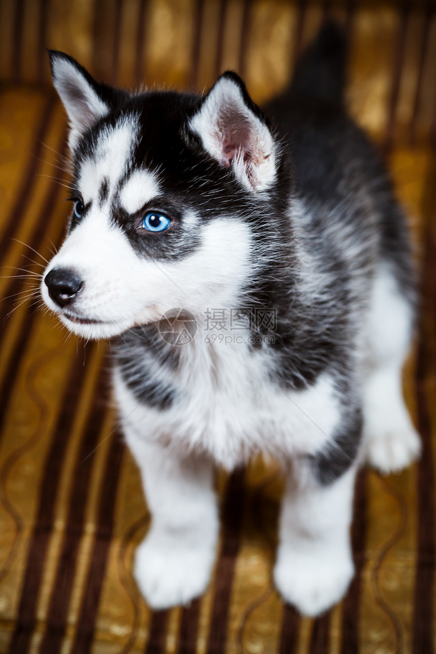西伯利亚哈斯基小狗蓝色犬类毛皮动物眼睛黑色婴儿白色图片