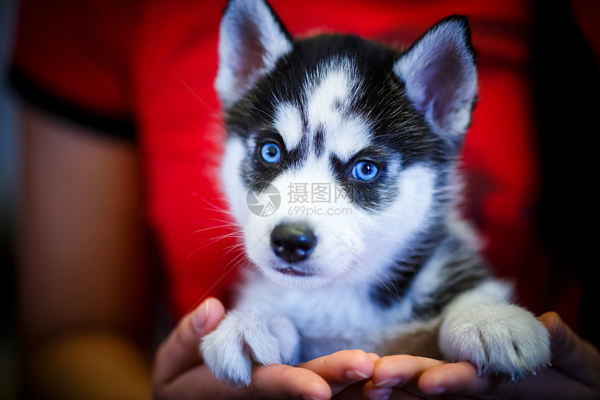 西伯利亚哈斯基小狗犬类白色蓝色动物黑色眼睛婴儿毛皮图片
