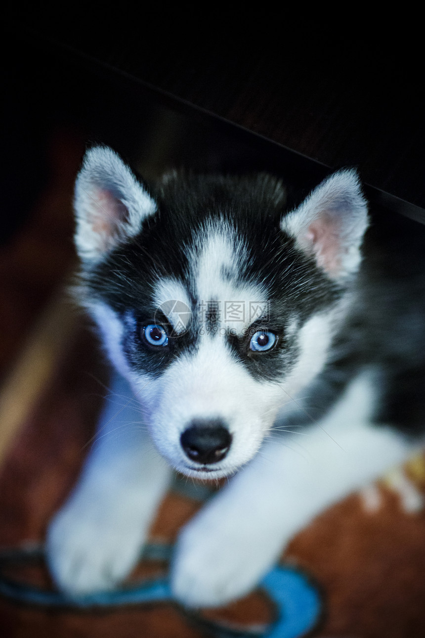 西伯利亚哈斯基小狗眼睛蓝色婴儿黑色动物犬类毛皮白色图片