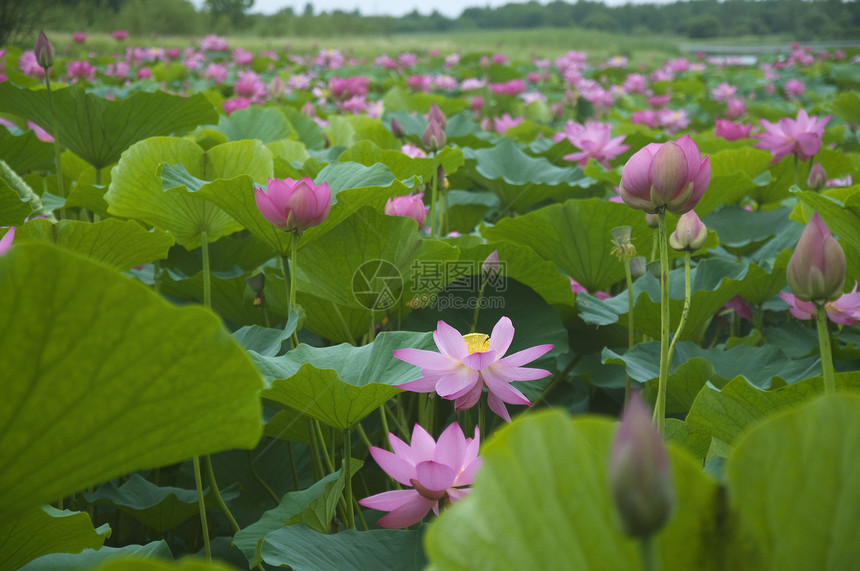 莲花花粉色百合池塘植物生活花瓣树叶绿色图片