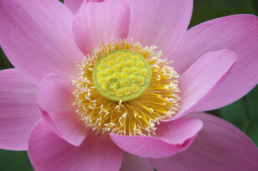 莲花花绿色百合生活树叶粉色池塘植物花瓣图片