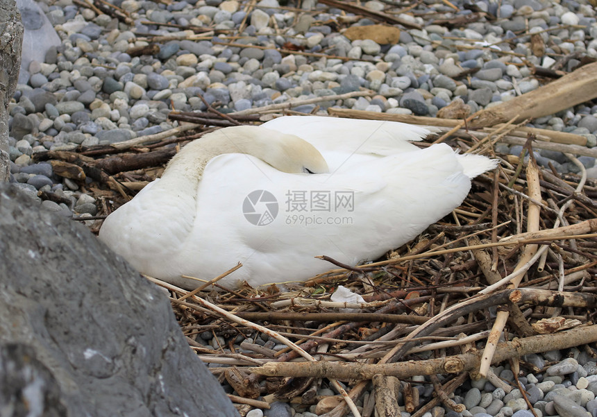 天鹅巢荒野公园行为学野生动物羽毛保护睡眠母亲动物防御图片