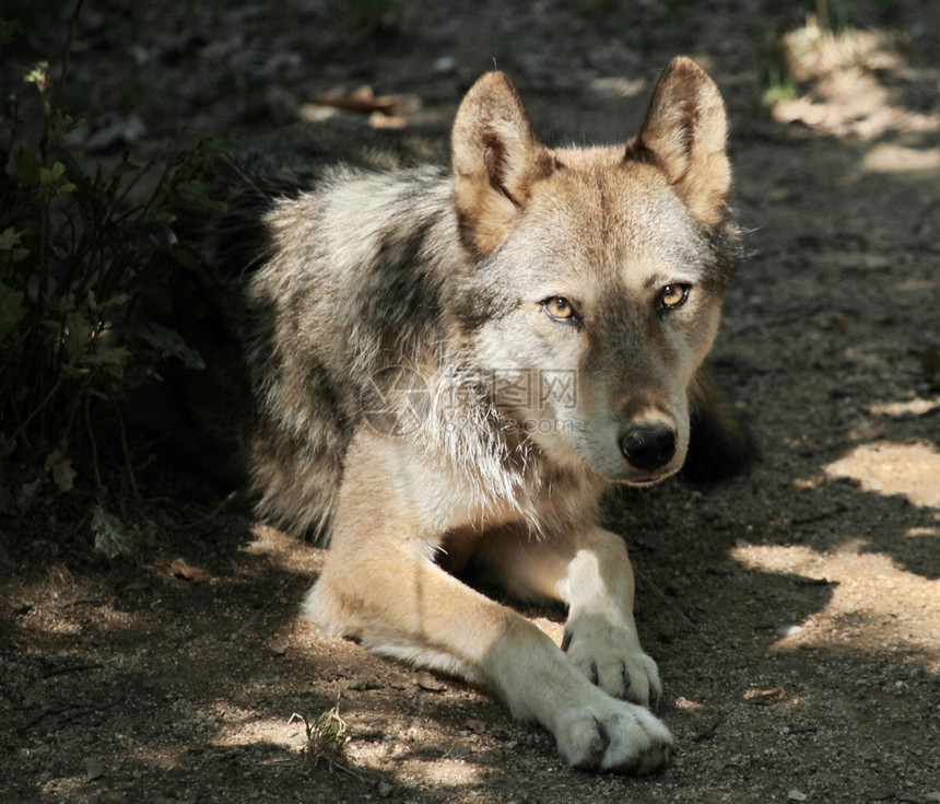 灰狼肖像动物生物哺乳动物捕食者猎人大灰狼犬类力量毛皮狼疮图片