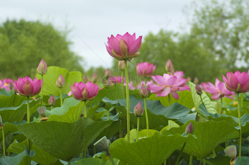 莲花花绿色生活树叶粉色植物百合池塘花瓣图片